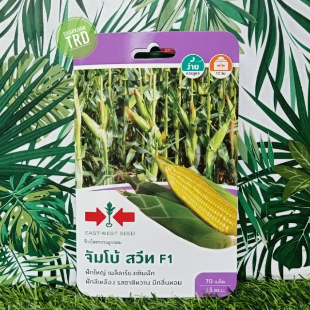 Mini Pack 70 Seeds JUMBO SWEET F1 Biji Benih Jagung Manis F1 Hybrid