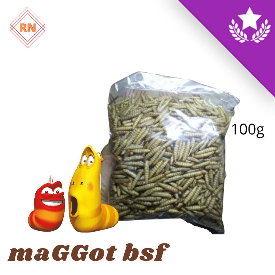 Maggot Kering Bsf Premium Gr Magot Pakan Ikan Hias Maggot Oven