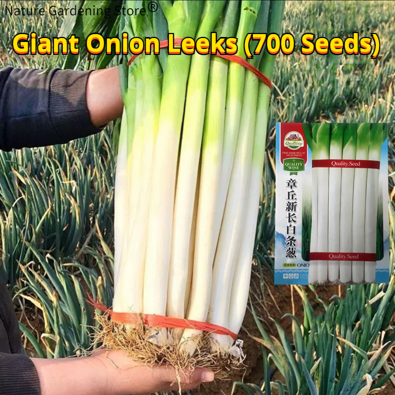 Fresh Organic Giant Onion Leeks Seeds Vegetable Seeds For Planting 700