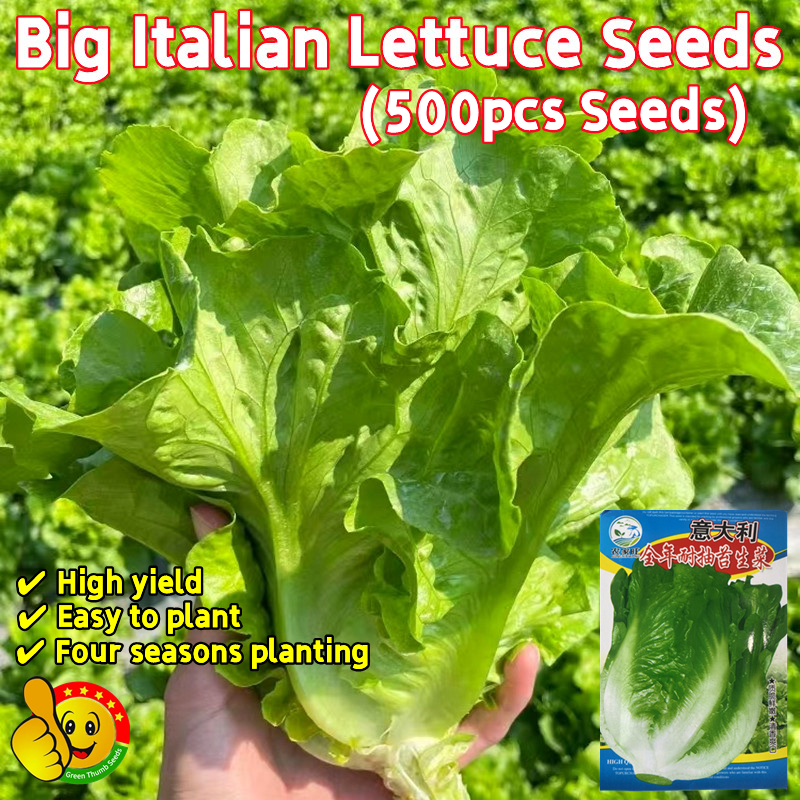 Original Big Italian Lettuce Vegetable Seeds Pcs Seeds Biji