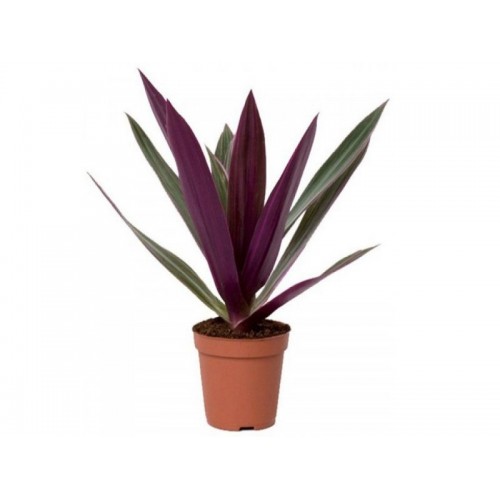 Sg Store Tradescantia Spathacea Boat Lily Moses In A Basket