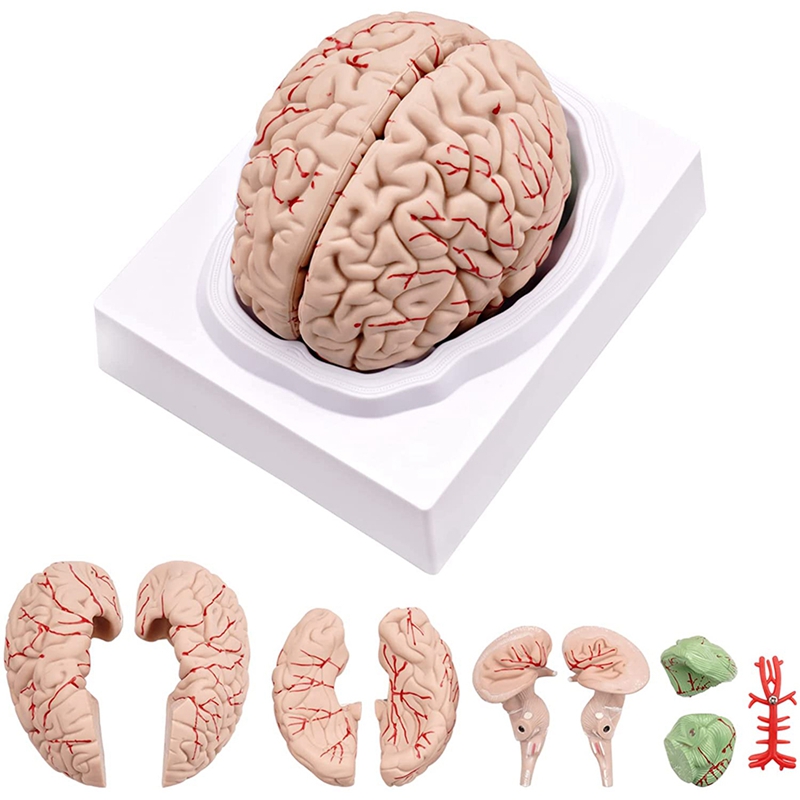 Human Brain Model Life Size Human Brain Anatomy Model With Display Base