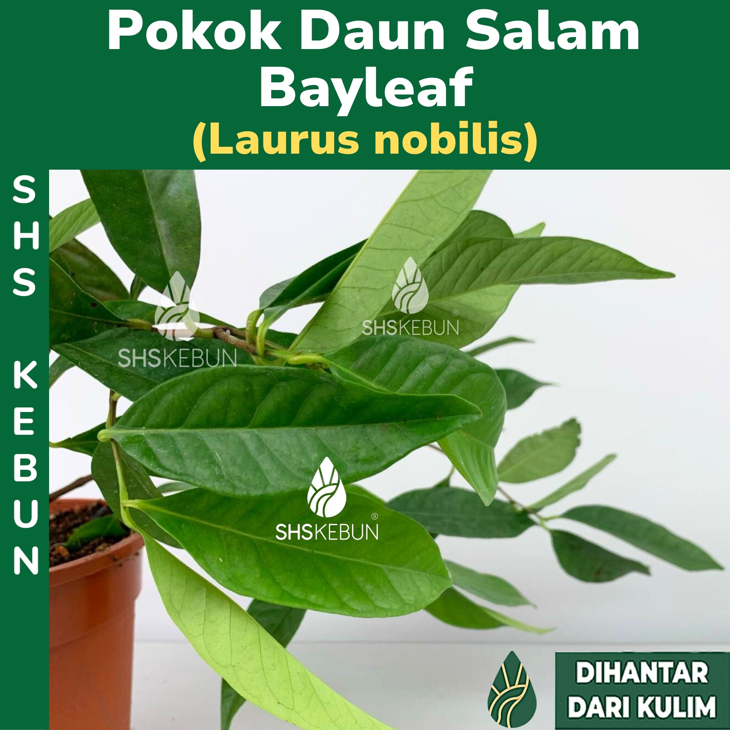 Pokok Daun Salam Bayleaf Plant Pokok Serai Kayu Bay Leaf Pokok Herba