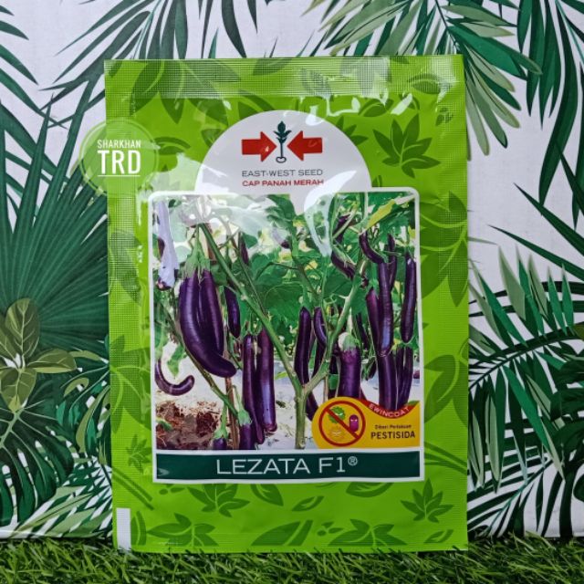 Paket Seeds Biji Lezata F Biji Benih Terung F Hybrid Eggplant