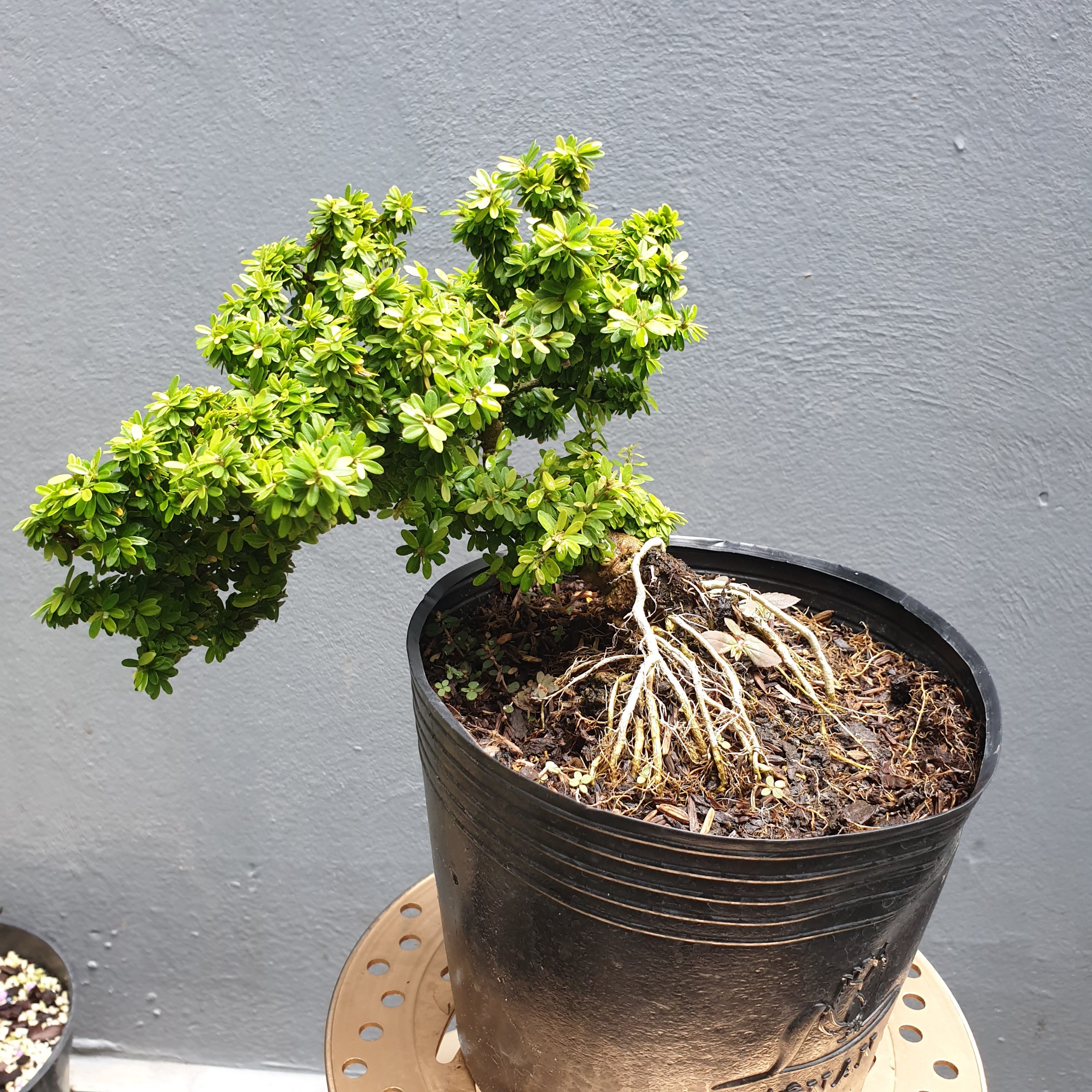 Cây linh sam lá nhỏ linh sam lá rí linh sam hạt gạo làm bonsai hoa