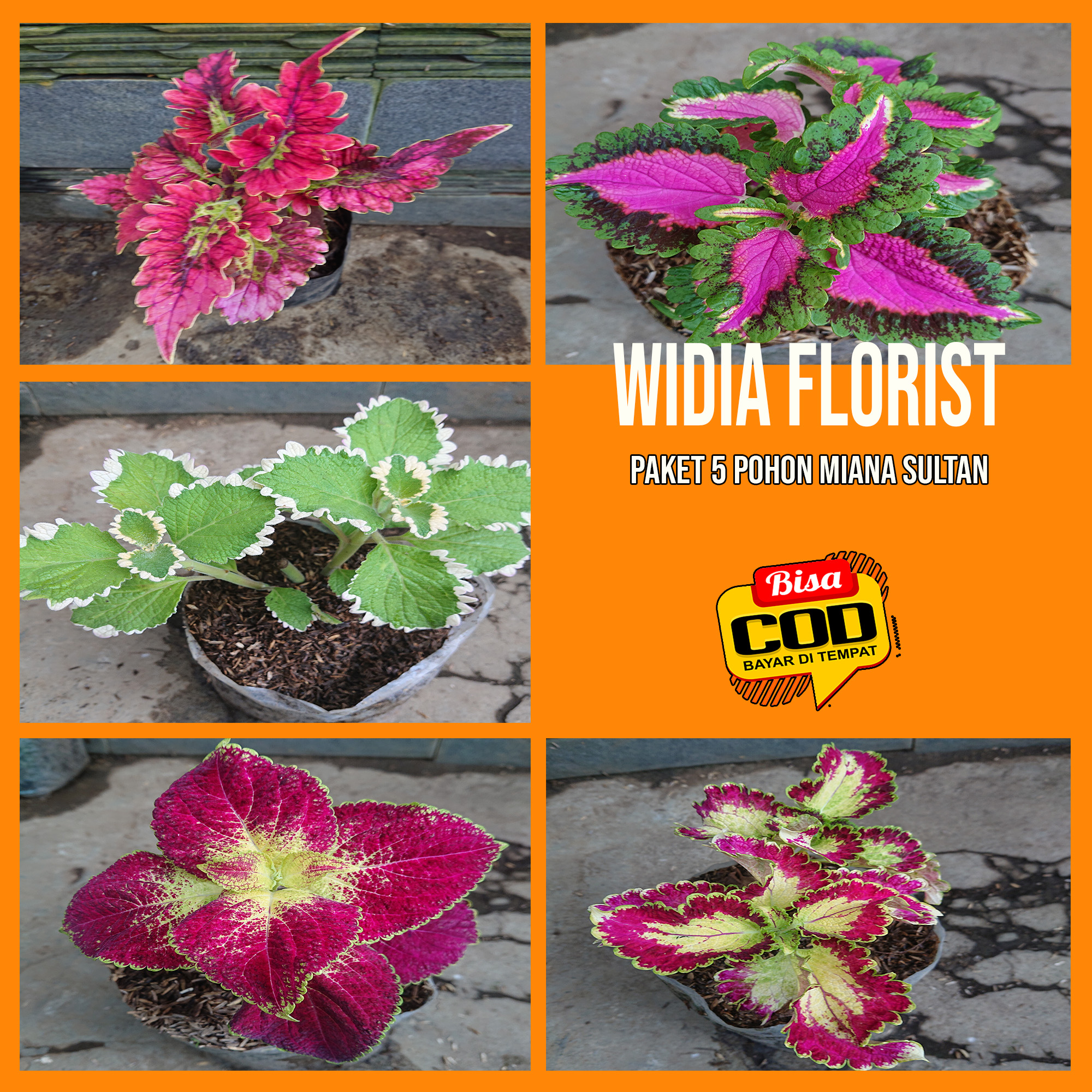 Widia Florist 26 Paket Hemat 5 Pohon Tanaman Hias Miana Sultan COD