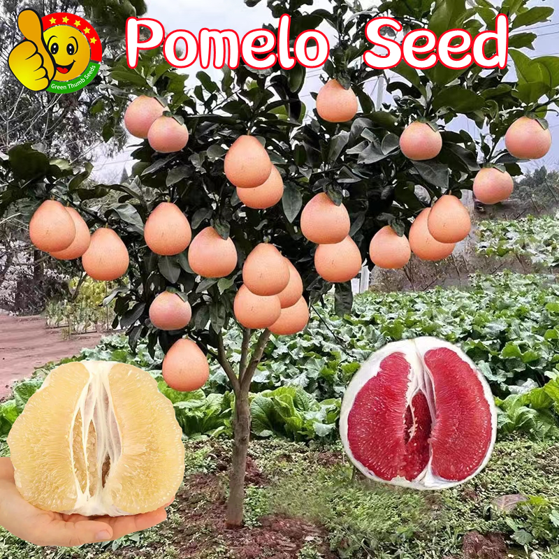 100 Original Edible Dwarf Pomelo Seed For Sale Fresh 25 Seeds Davao