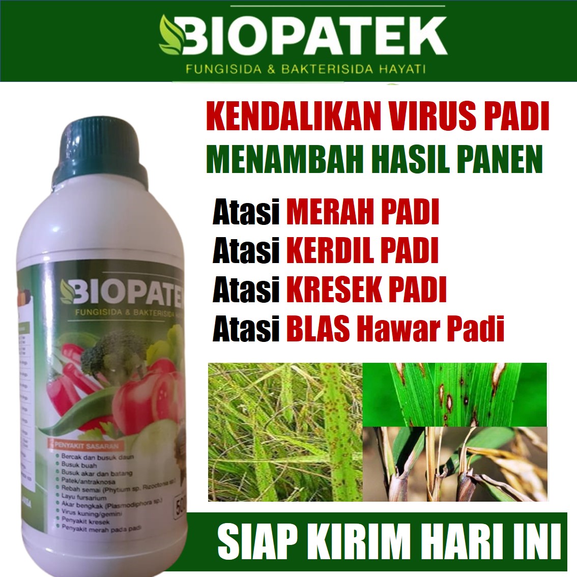 Pupuk Semprot Penyakit Kresek Daun Padi Terbaik Obat Hama Kresek