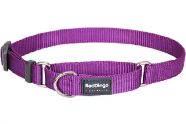 Martingale collar for chihuahua Outlet