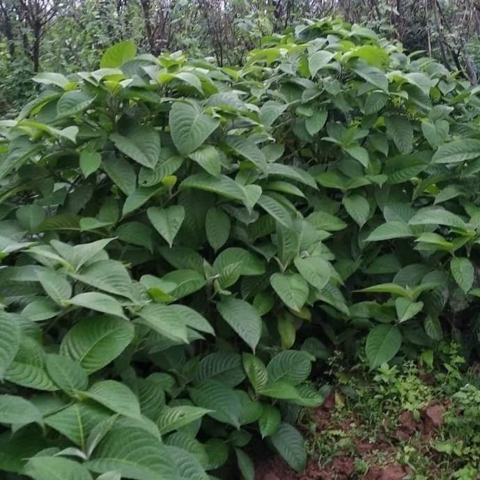 Cây Chè Khổng Lồ (10 Cây giống)