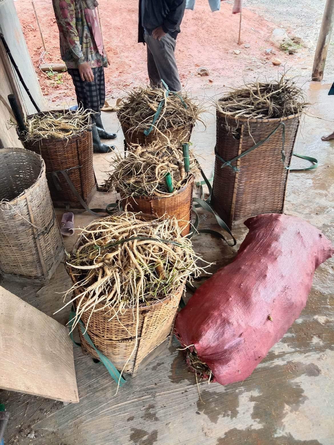 Sâm dây Ngọc Linh 8 củ/kg