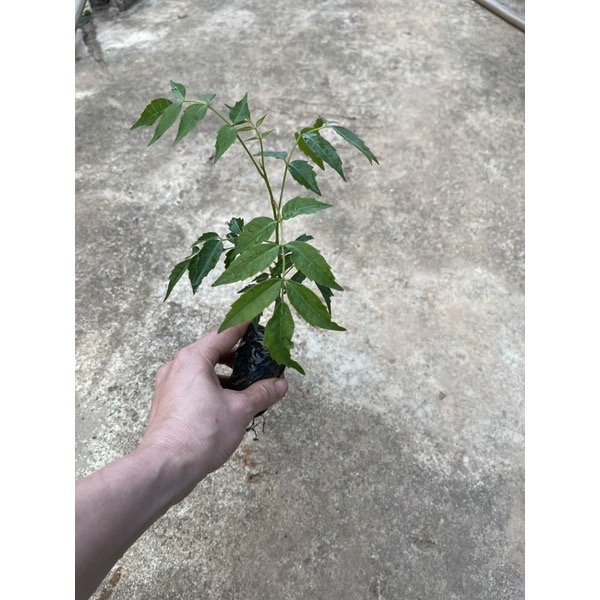 Cây hoa mẫu đơn đại đoá(1 cây)