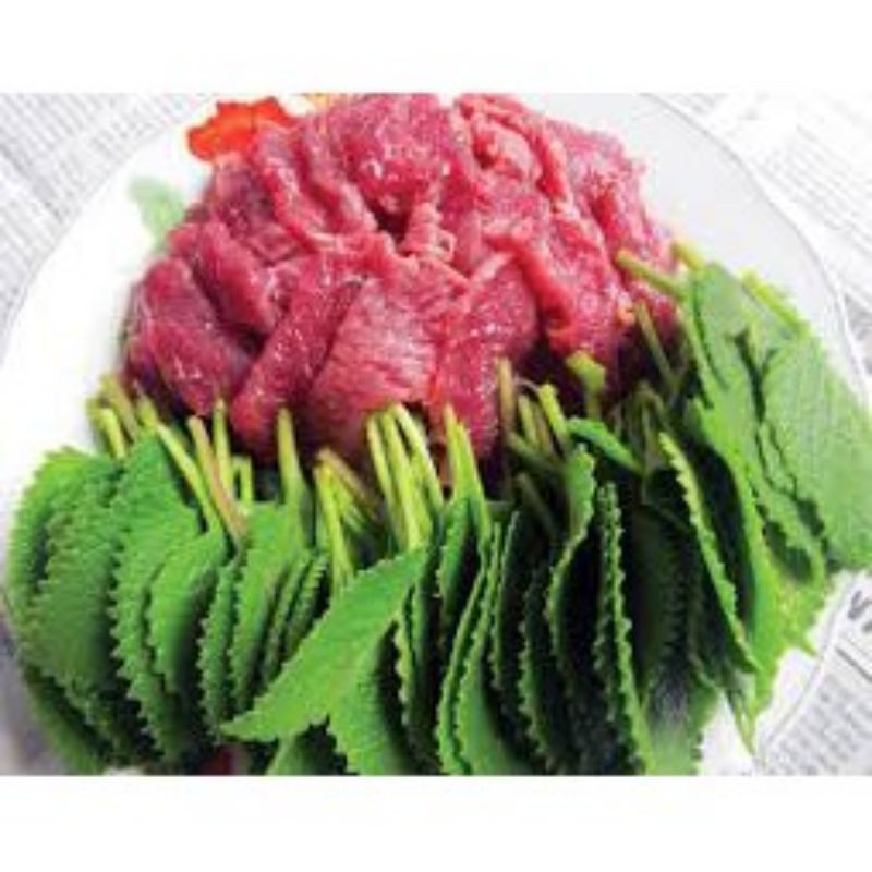 GIỐNG CÂY HÚNG CHANH.(cần dài lá..