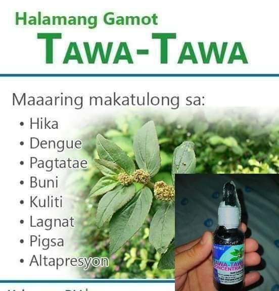 the-healing-potential-of-the-tawa-tawa-a-comprehensive-guide