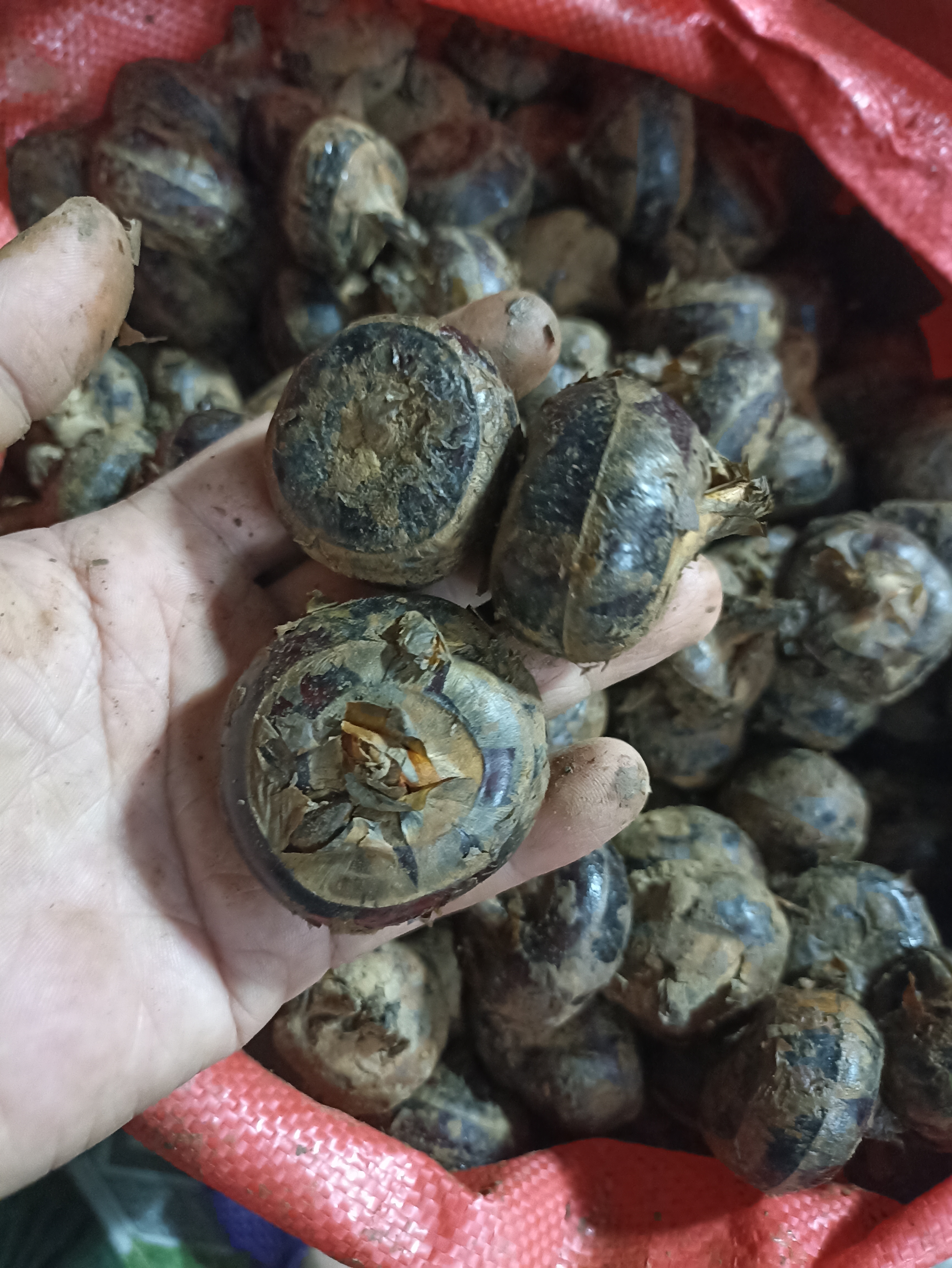 Củ năng tươi Đà Lạt