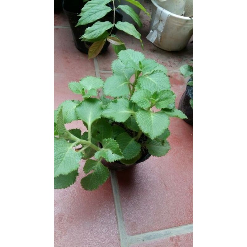 GIỐNG CÂY HÚNG CHANH.(cần dài lá..