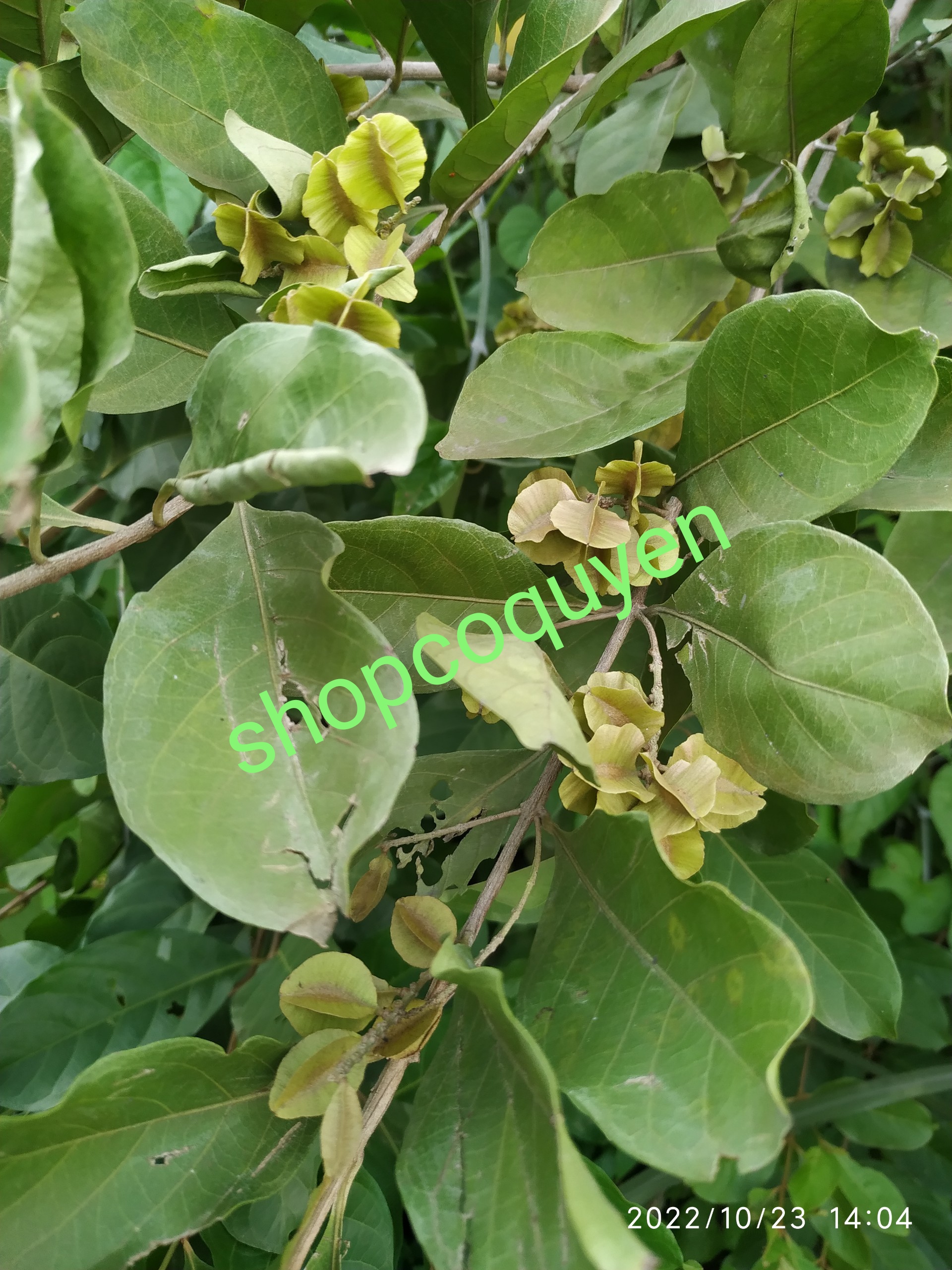 1 kg thân lá cây trâm bầu tươi