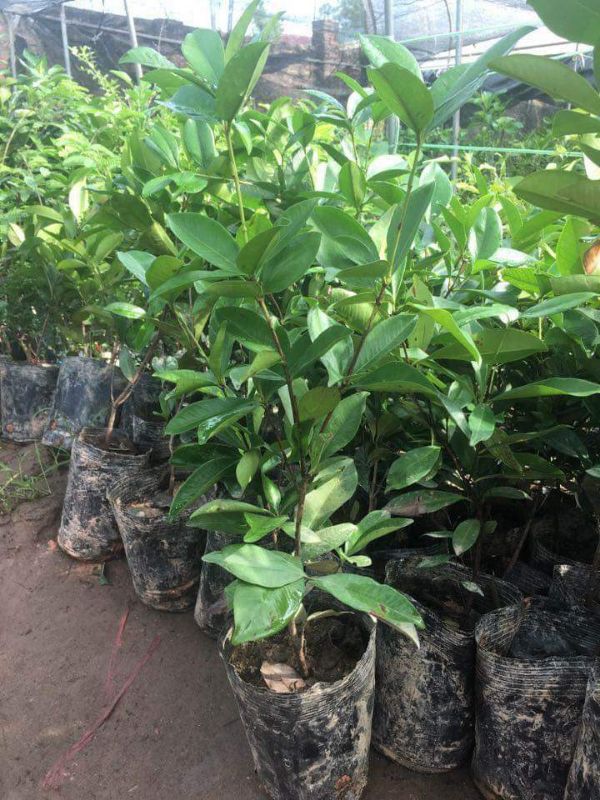 Combo 5 cây cherry brazil - cao50cm