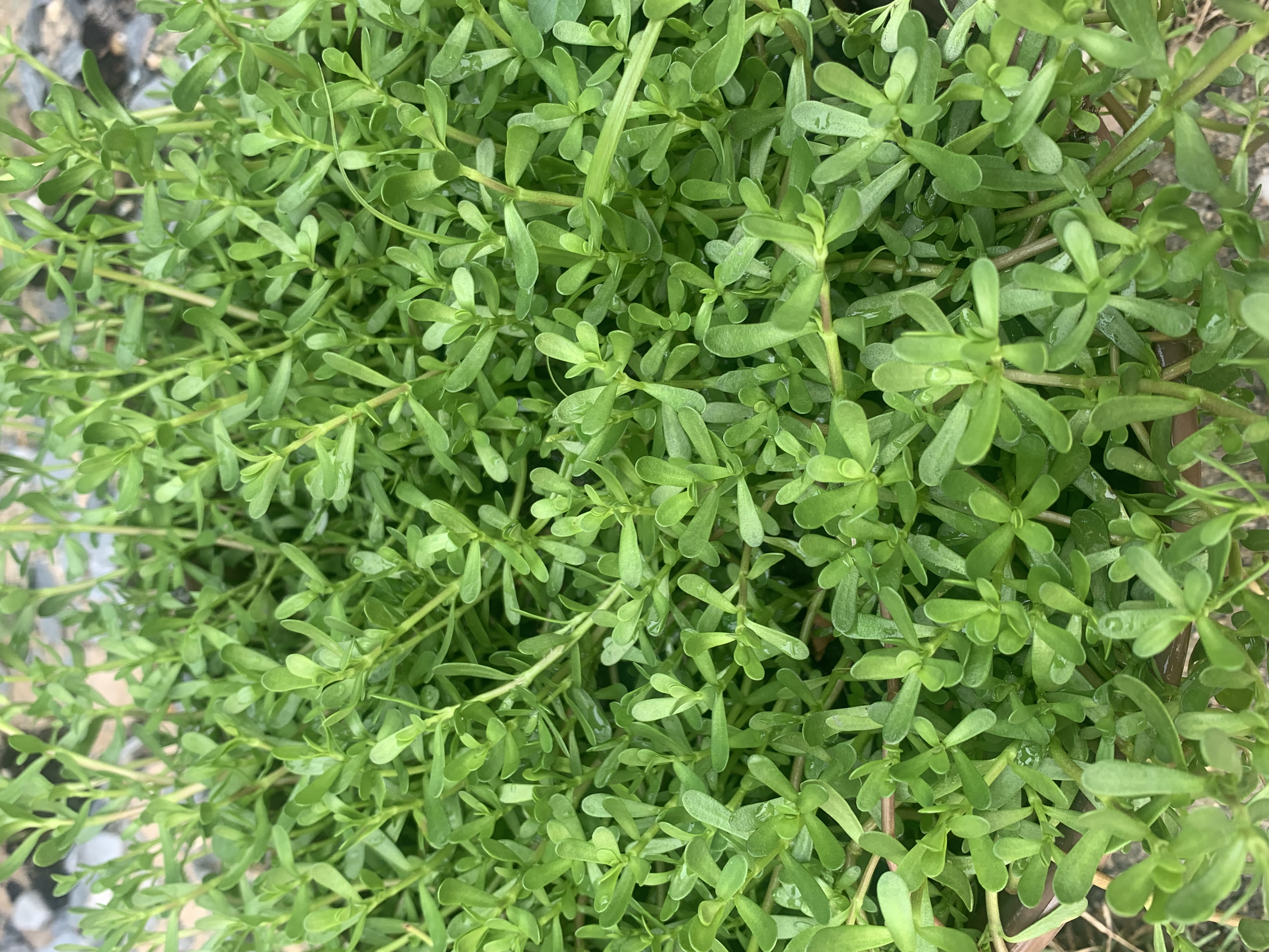 Cây rau đắng vườn ( bầu nhỏ)