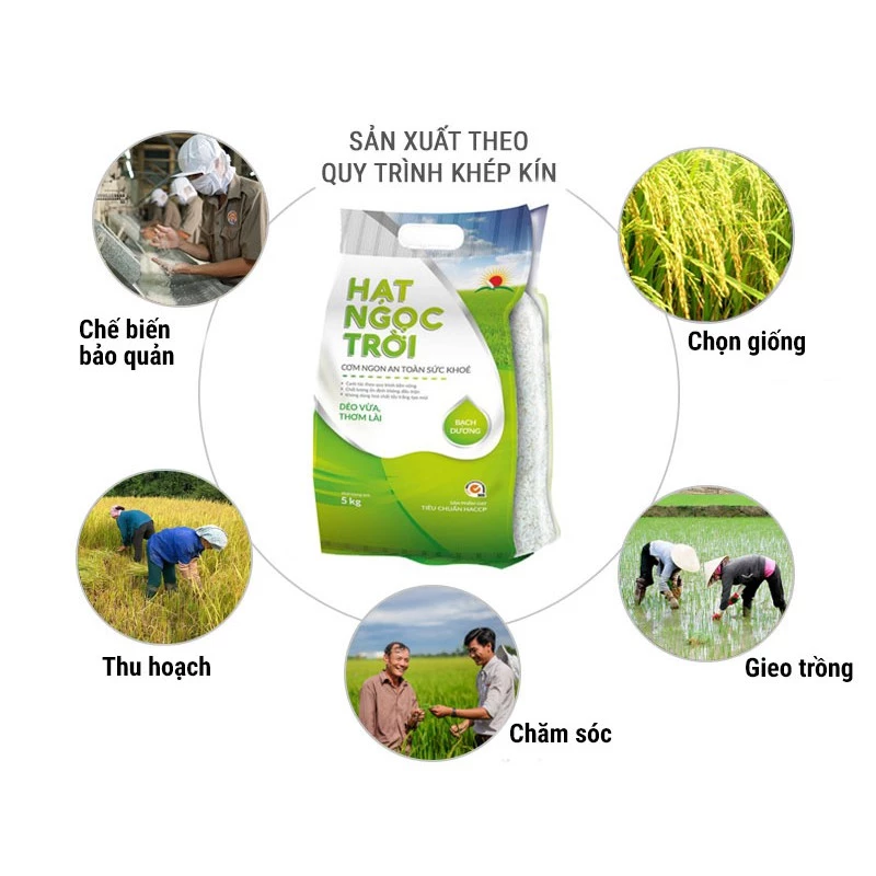 Gạo Hạt Ngọc Trời Bạch Dương
