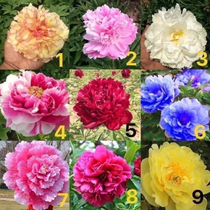 Cây hoa mẫu đơn đại đoá(1 cây)