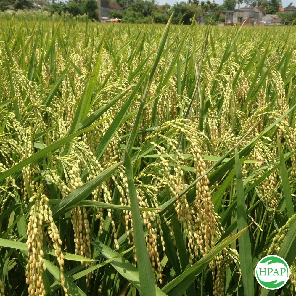 Gạo Thơm Lài - Túi 5kg