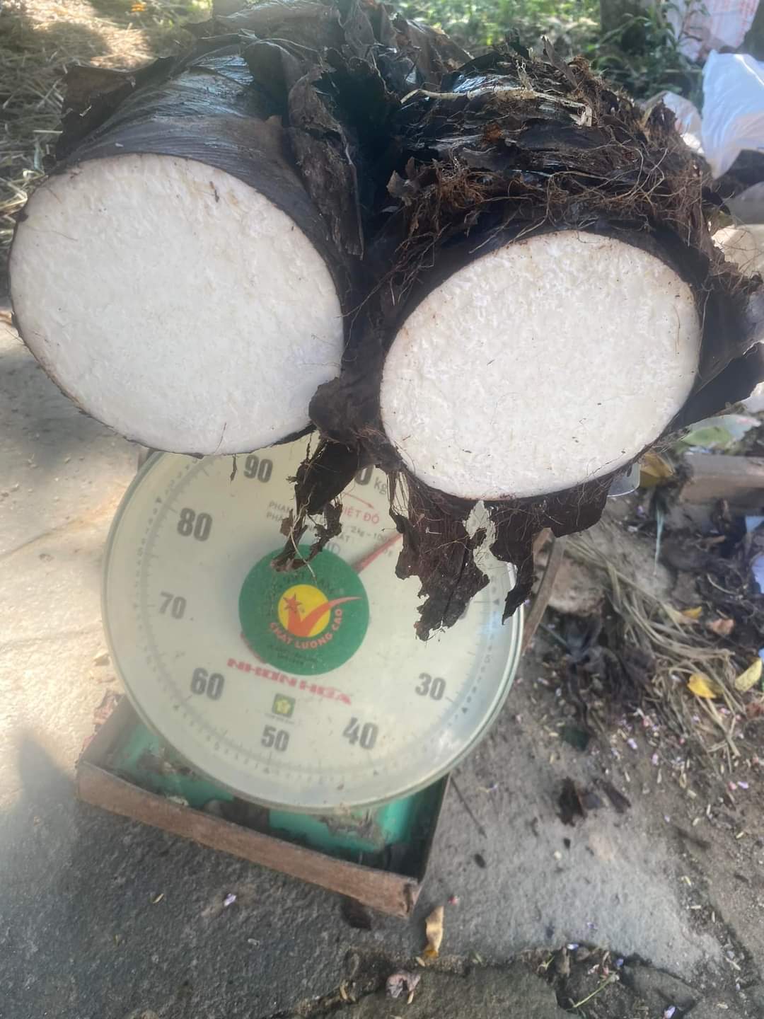 CỦ BẠC HÀ NÚI TỰ NHIÊN LÂU NĂM( 5KG)
