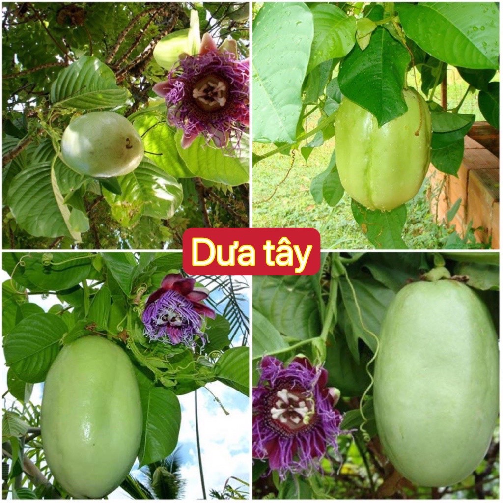 30 hạt giống dưa tây F1, tặng kèm phân bón và kích mầm