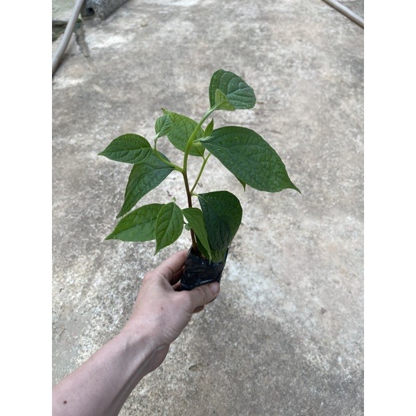 Hoa mai xanh Thái(1 bầu cây)