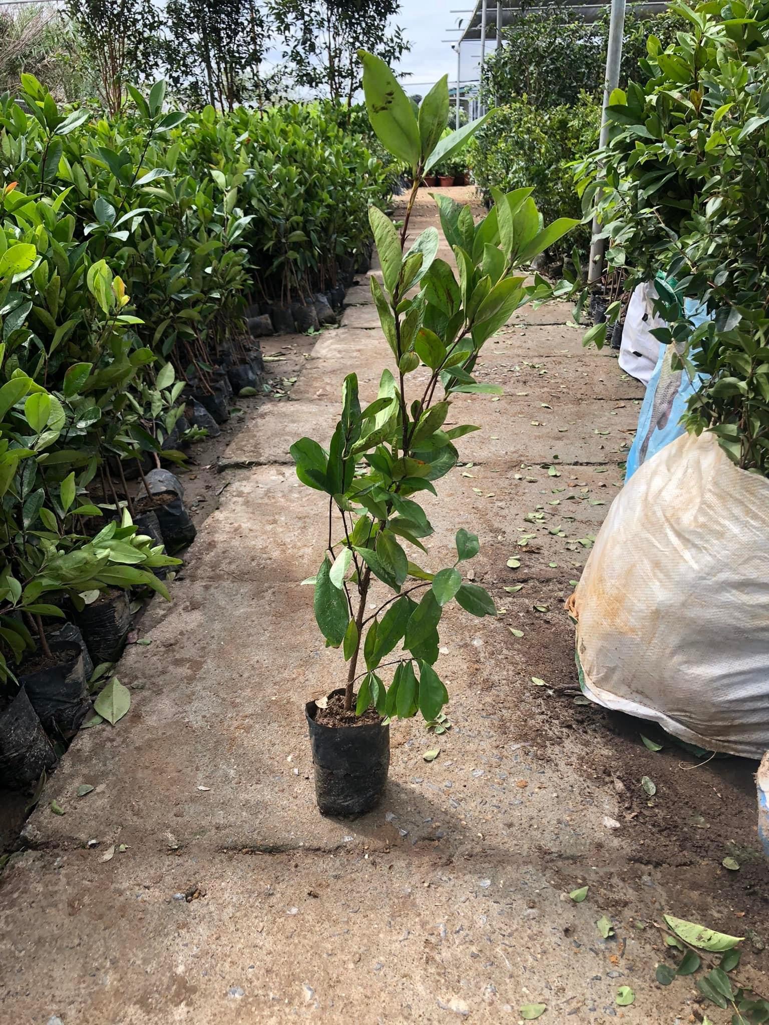 Combo 5 cây cherry brazil - cao50cm