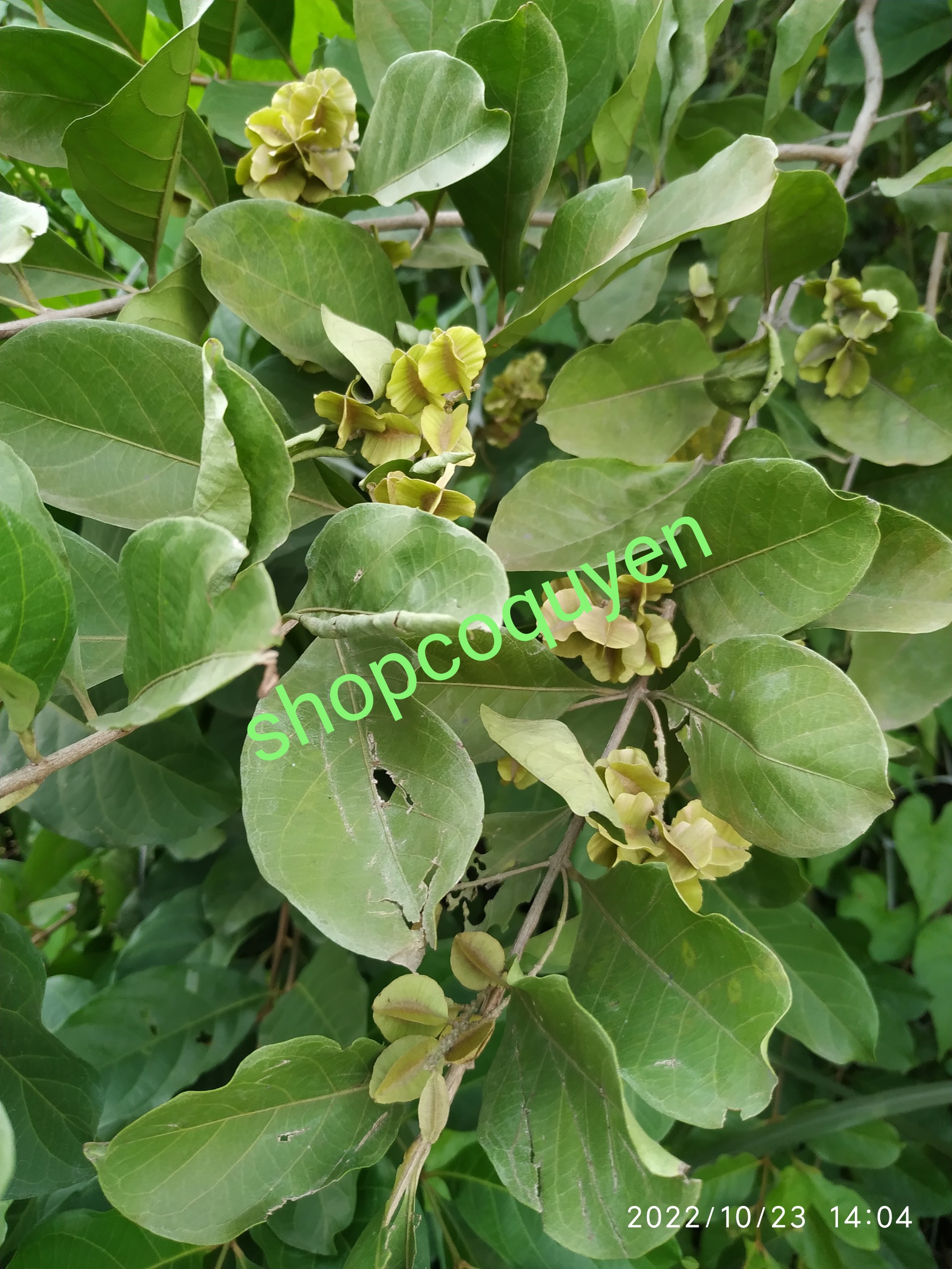 1 kg thân lá cây trâm bầu tươi