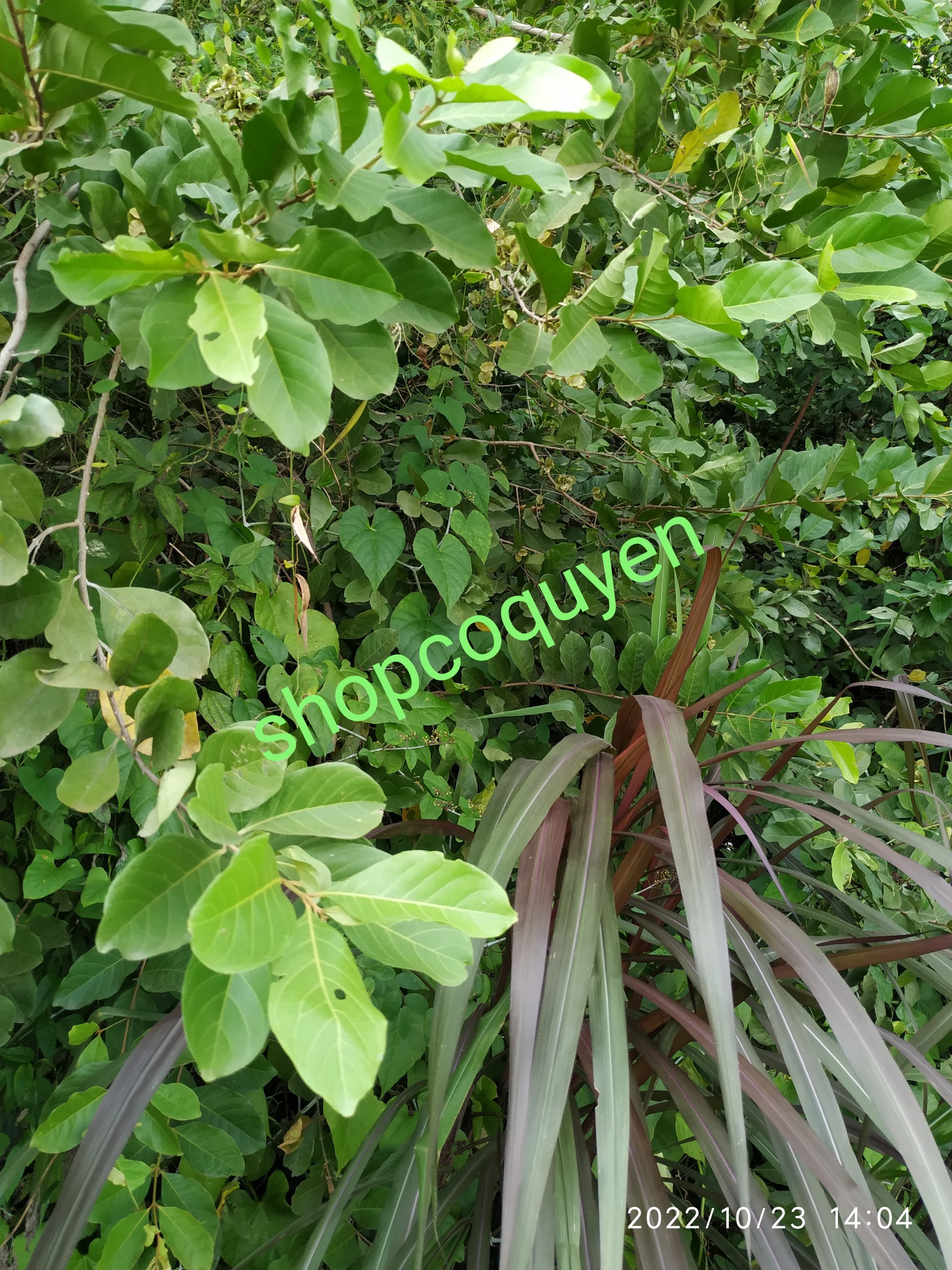 1 kg thân lá cây trâm bầu tươi