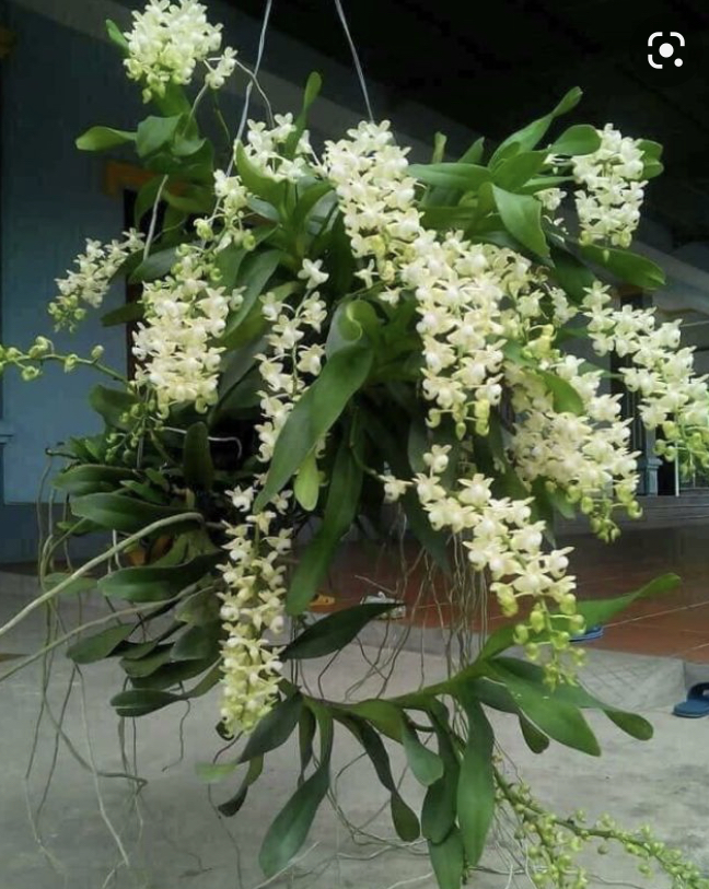 Hoa phong lan quế trắng tháng 8