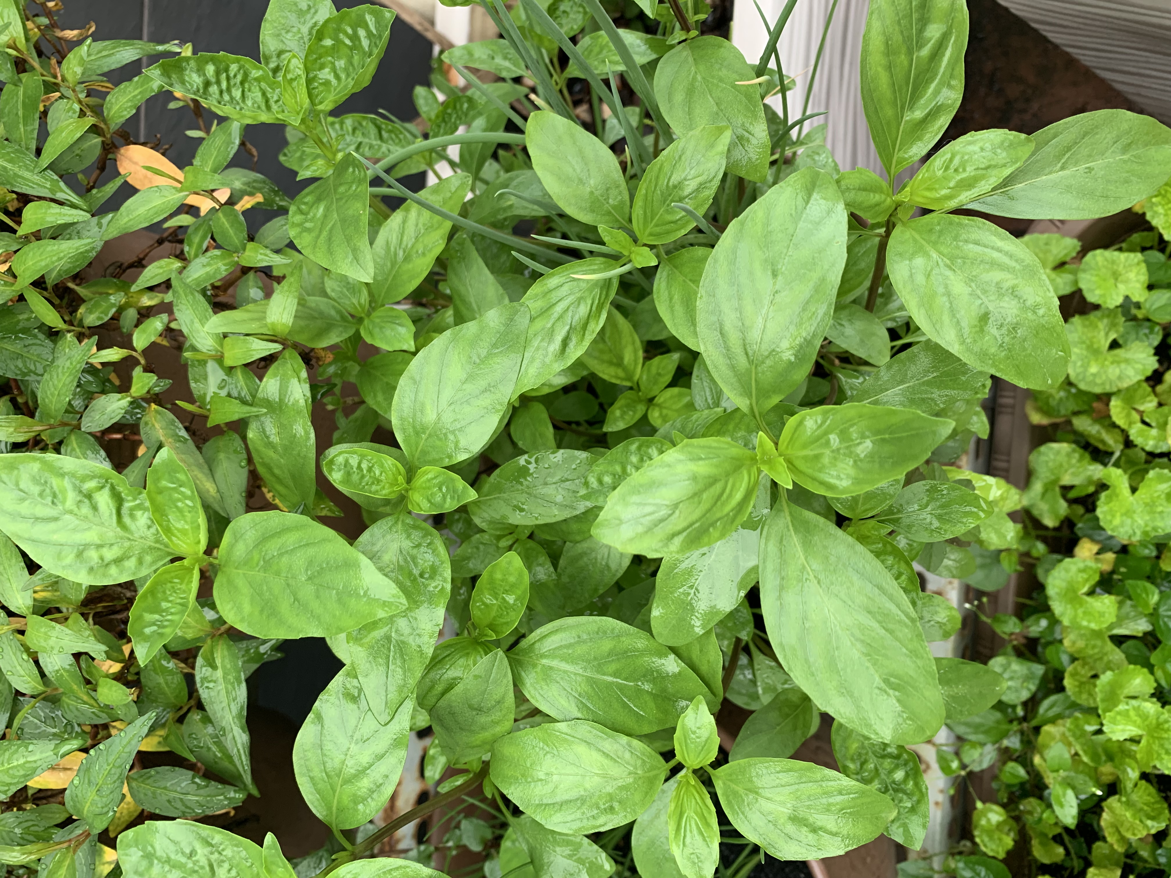 Cây húng quế (bầu nhỏ)