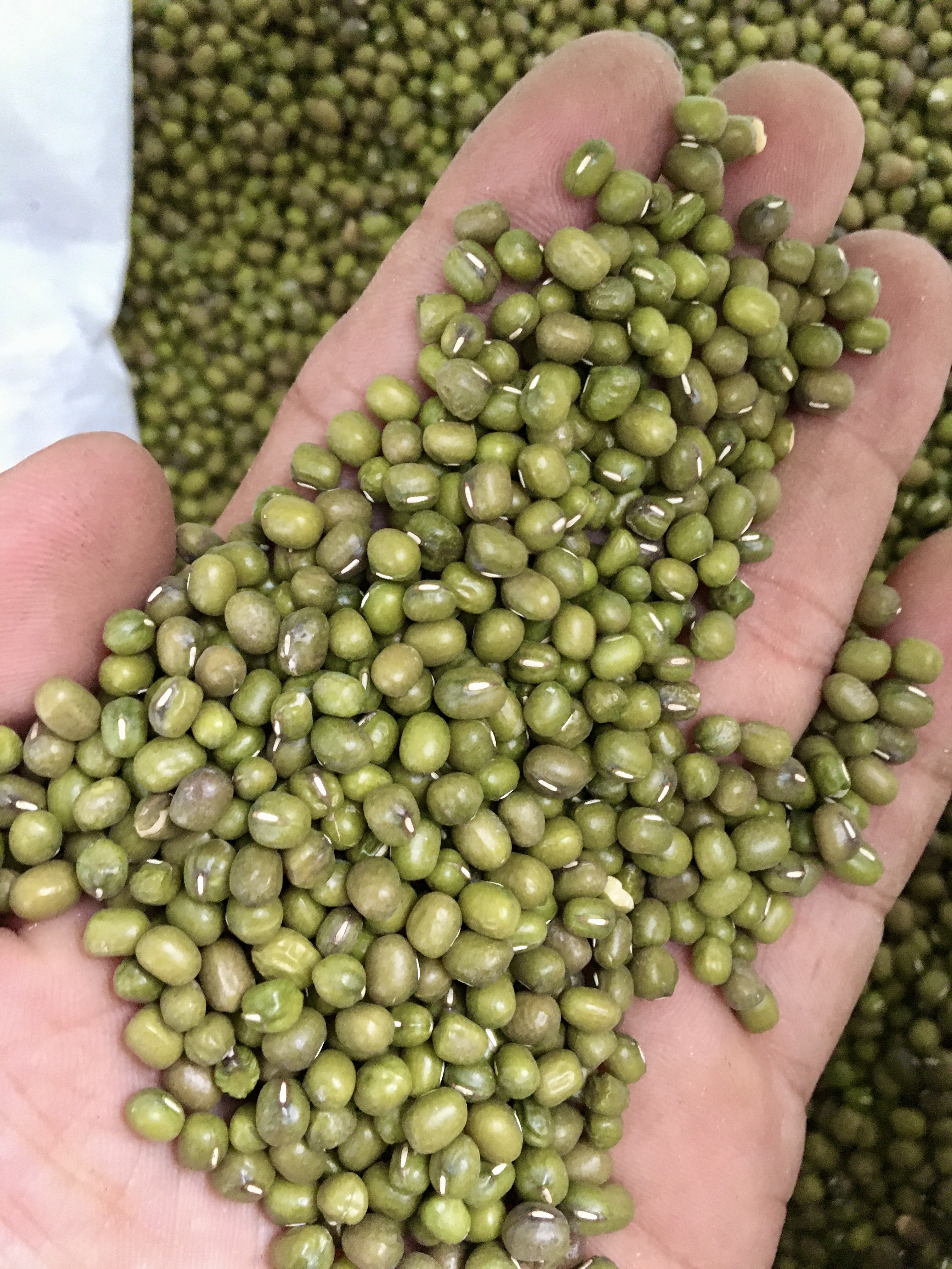 đậu xanh hạt 1kg
