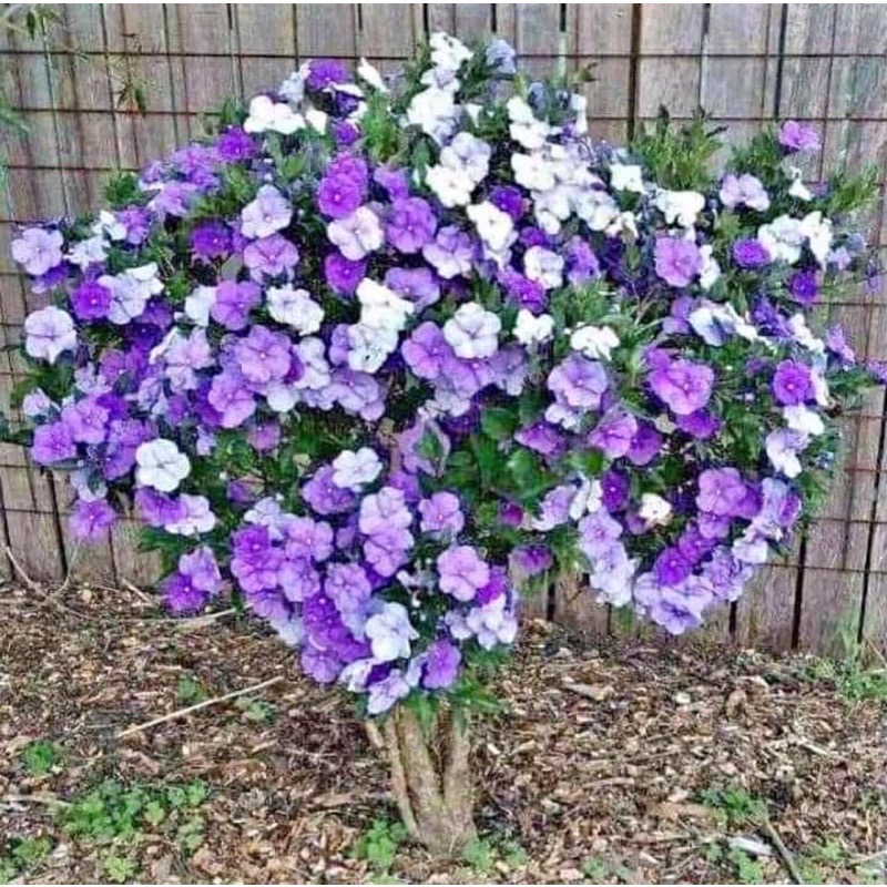 Cây hoa nhài nhật(1 bầu cây giống)
