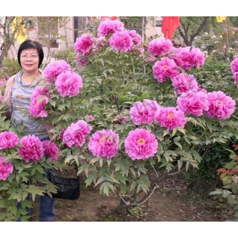 Cây hoa mẫu đơn đại đoá(1 cây)