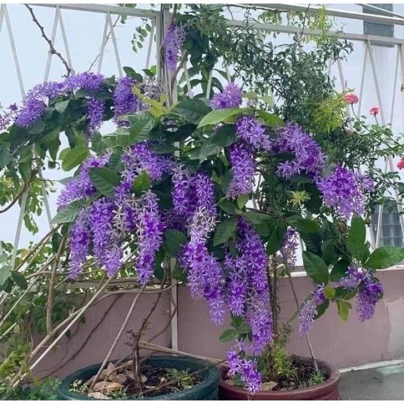 Hoa mai xanh Thái(1 bầu cây)