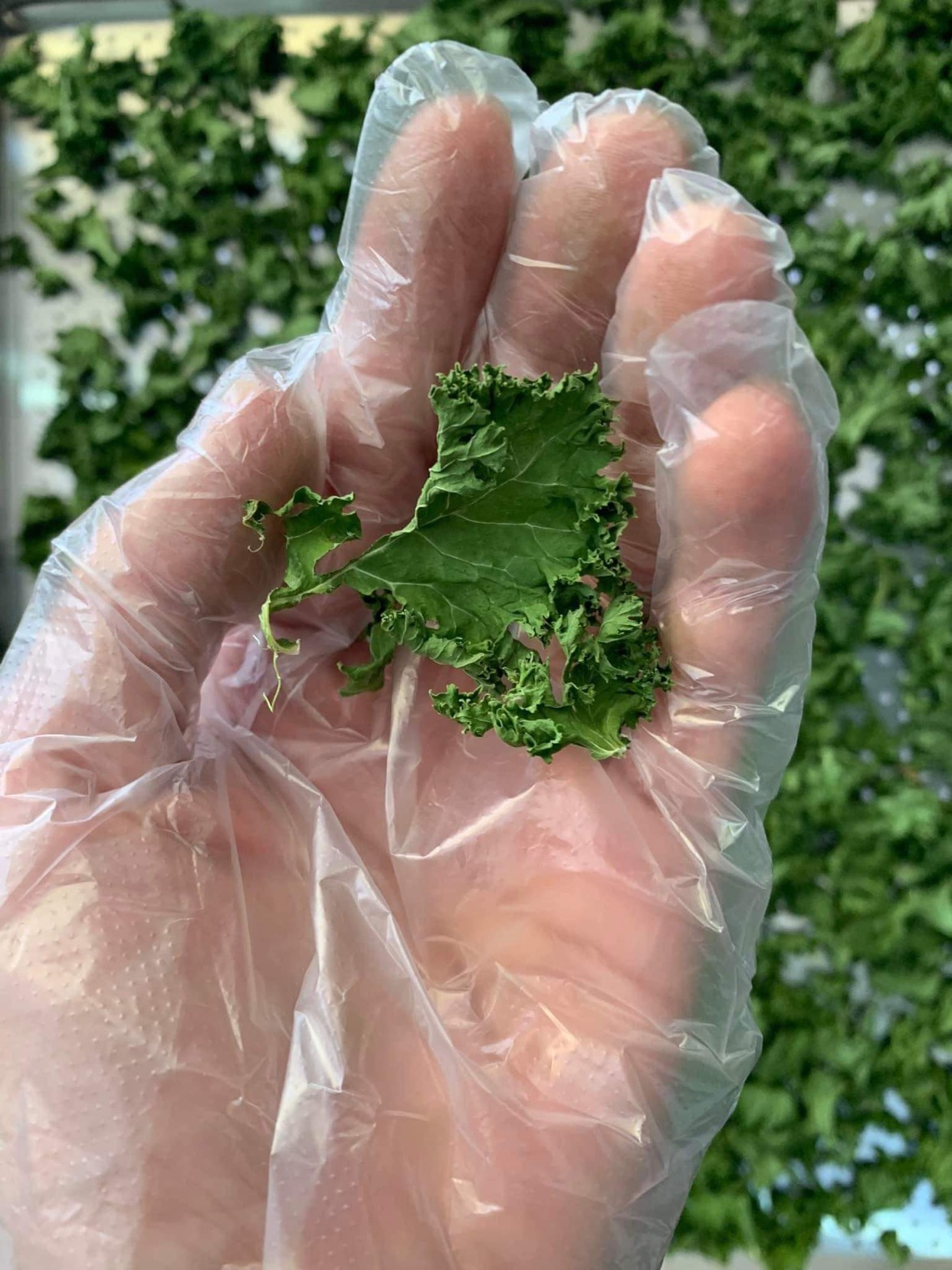 Bột cải kale hữu cơ