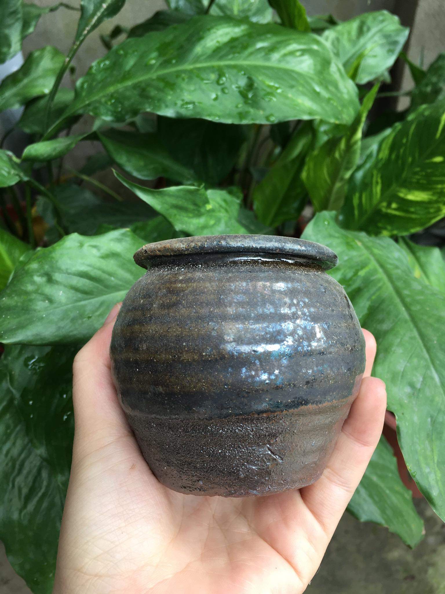 Chậu gốm sứ mini hàng xuất khẩu bền đẹp