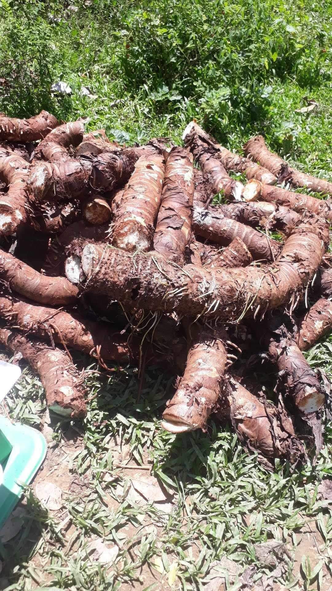 Củ bạc hà núi tự nhiên lâu năm