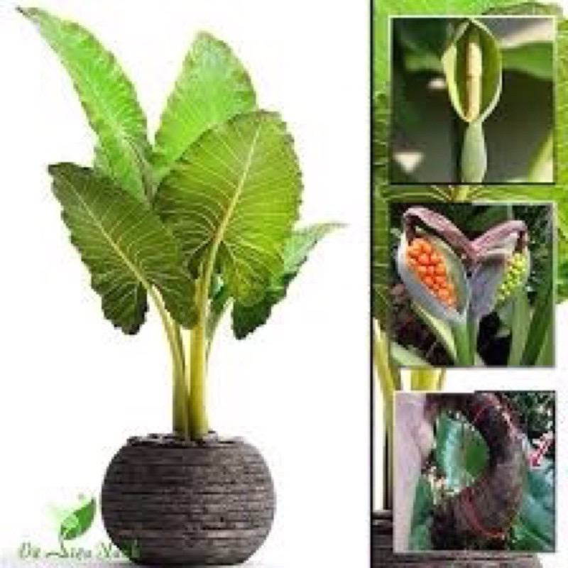 Cây ráy voi chơi kiểng lá