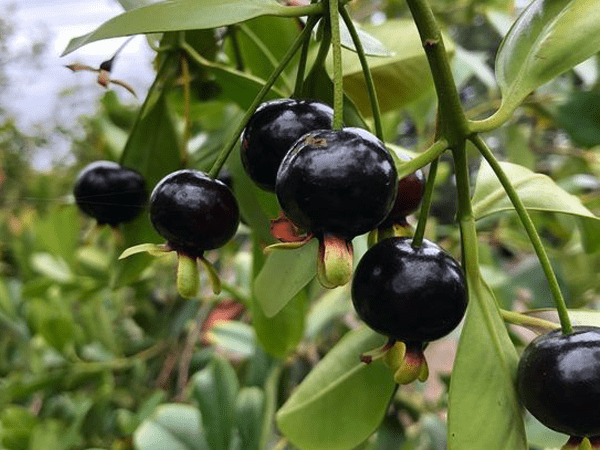 Combo 5 cây cherry brazil - cao50cm
