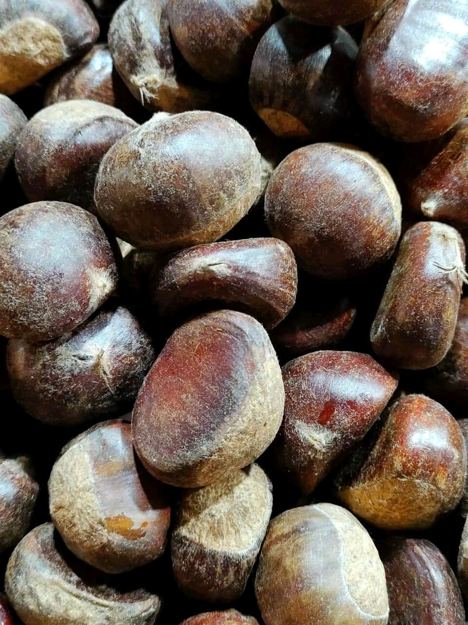 Hạt dẻ Tươi [ 1ki bở ,ngọt ]