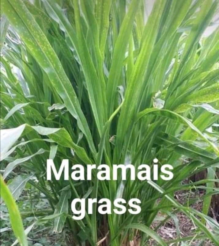 Sitirya Grass Maramais Grass Lazada PH