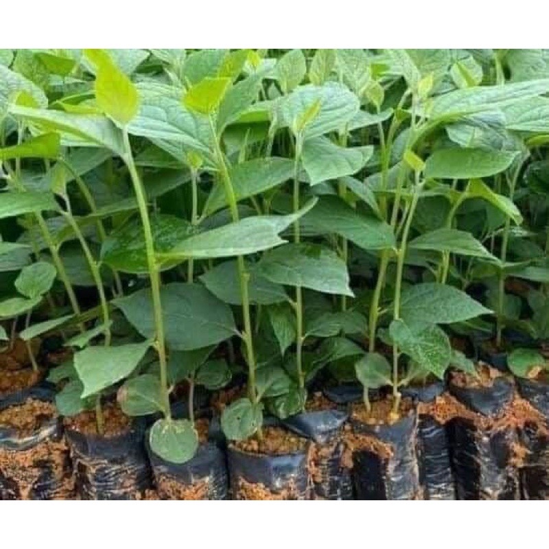 Cây hoa đại cát(mua 5 tặng 1)