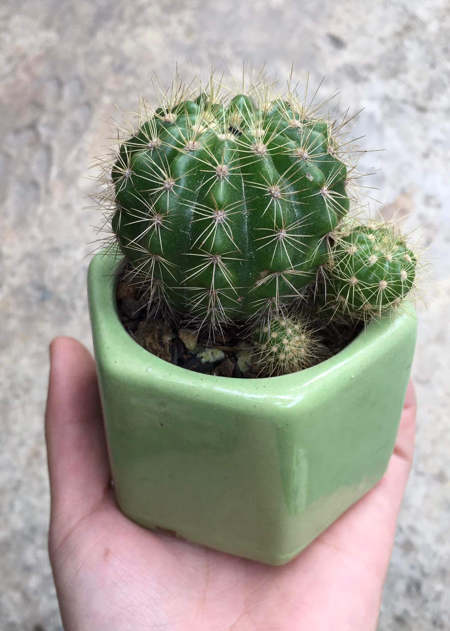 Chậu cây xương rồng bí xanh mini (chậu ngẫu nhiên)