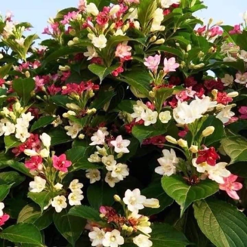 Cây hoa đại cát(mua 5 tặng 1)