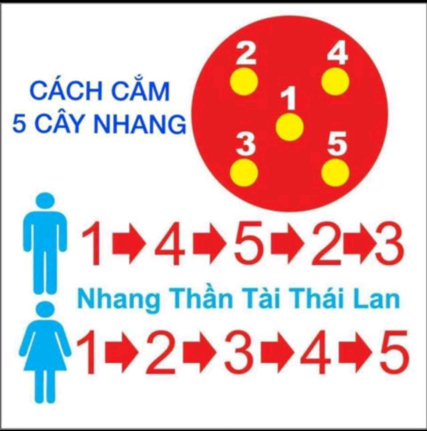 NHANG THẦN TÀI SẠCH THÁI LAN (79 cây - 39cm)
