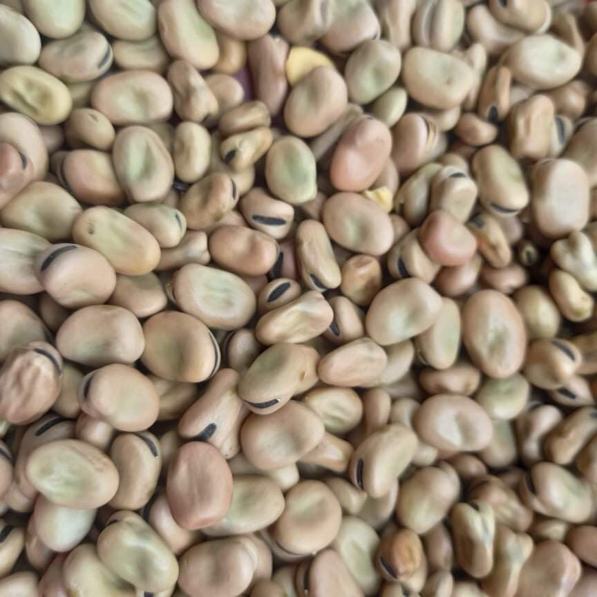 Hạt đậu tằm Úc làm mồi câu chép giòn 1kg